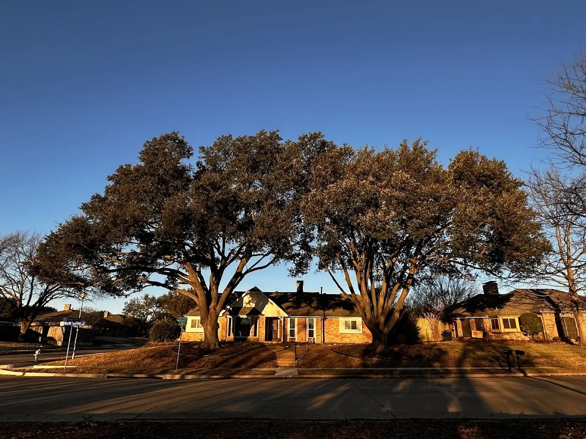 Established residential canopy tree shading a home in Warner Robins